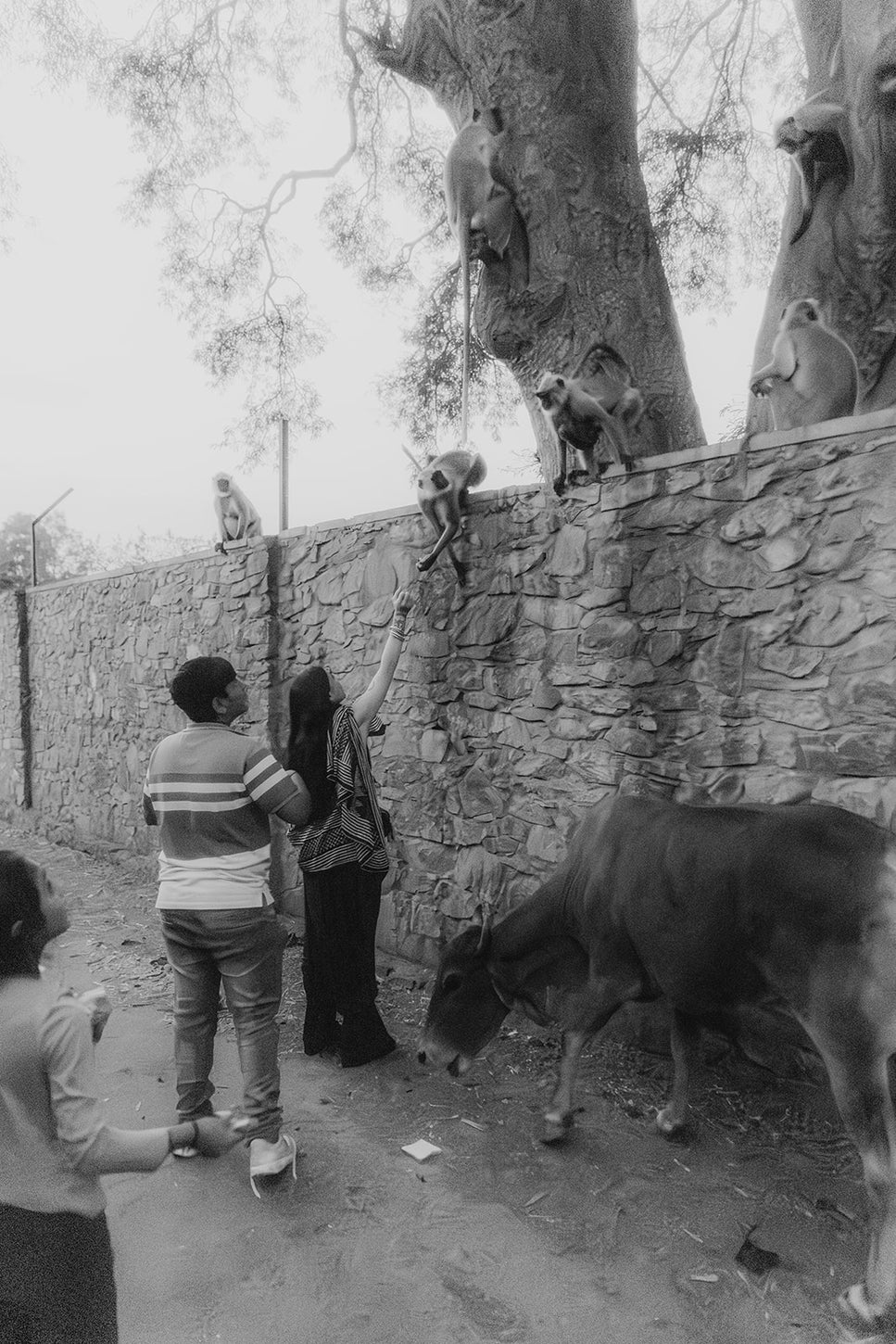 Scène en noir et blanc avec des personnes nourrissant des singes perchés sur un mur de pierre, tandis qu’une vache passe au premier plan.